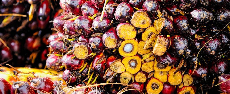 RSPO Сертифікація ланцюга поставок пальмової олії