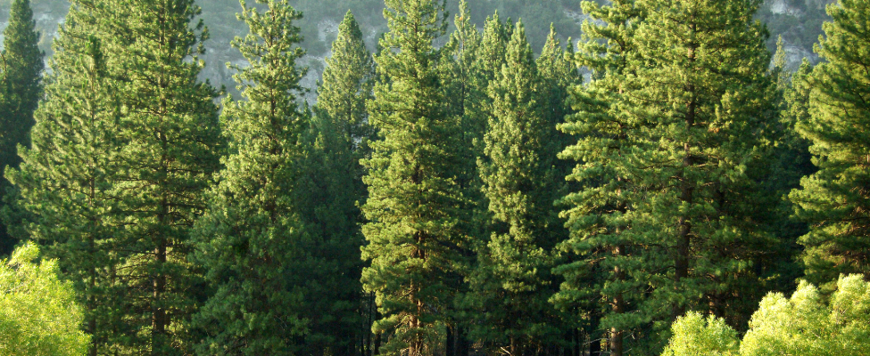 Сертифікація ланцюга поставки PEFC