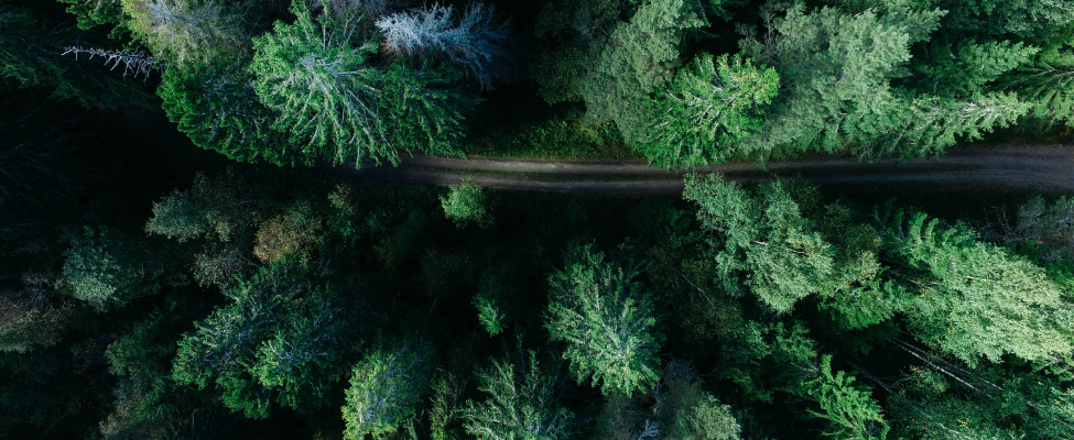 Сертифікація системи сталого управління лісовим господарством PEFC