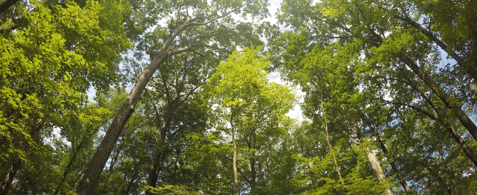 Оголошення щодо проведення другого наглядового аудиту PEFC FM для Жмеринського надлісництва філії «Центральний лісовий офіс» ДП «Ліси України»