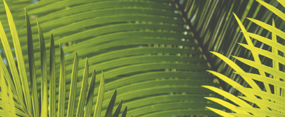 Що стоїть за торговою маркою RSPO?