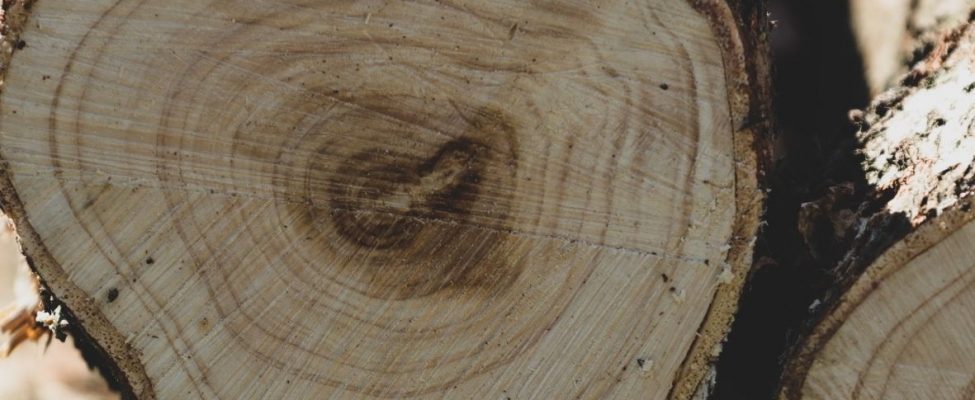 PEFC оприлюднила новий список категорій продуктів PEFC