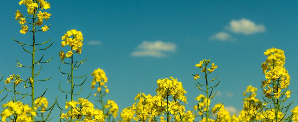 ISCC EU cхвалено відповідно до RED II