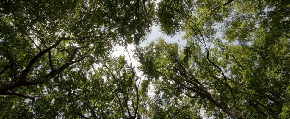 До уваги зацікавлених сторін сталого лісоуправління!