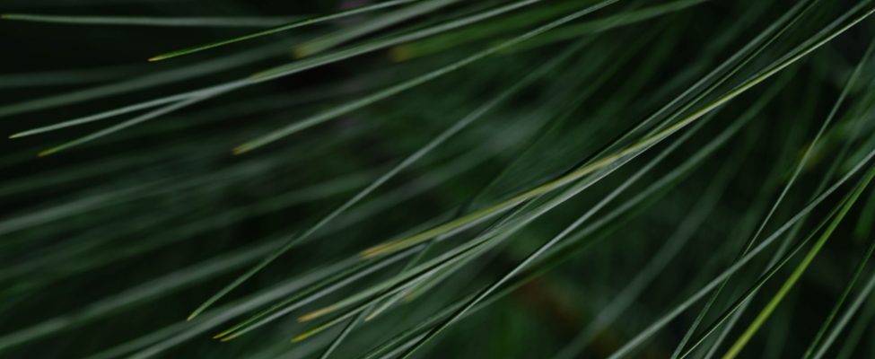 Опубліковано новий документ PEFC «PEFC GD 2001:2022»