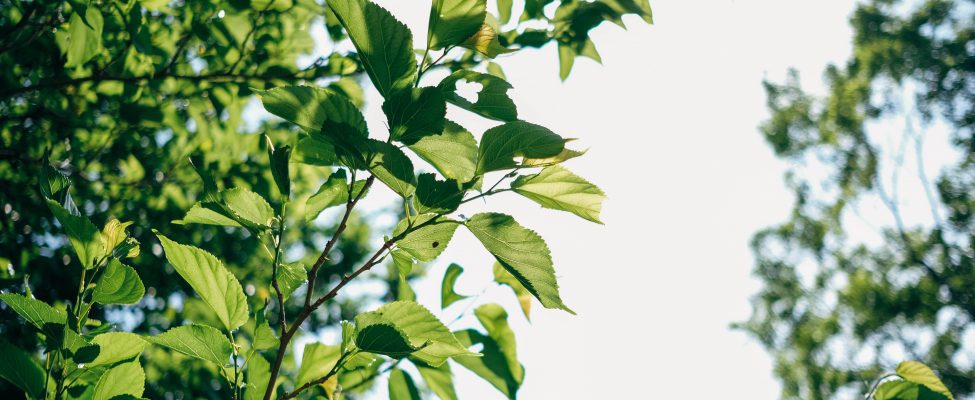 До уваги зацікавлених сторін сталого лісоуправління!