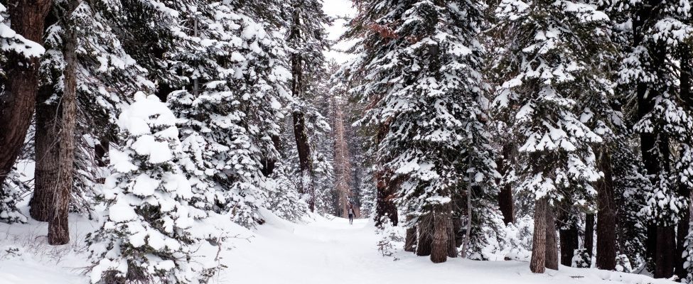 Зміни у вимогах FSC® щодо COVID-19 тепер дійсні до 30 квітня 2023 року