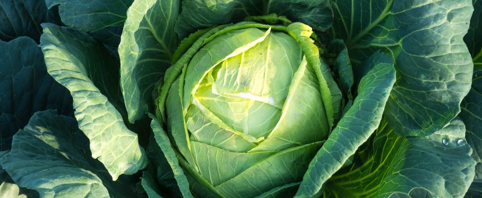 Давайте дізнаємося більше про GLOBALG.A.P.