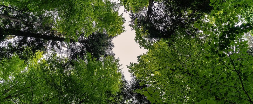 Міжнародний день лісів