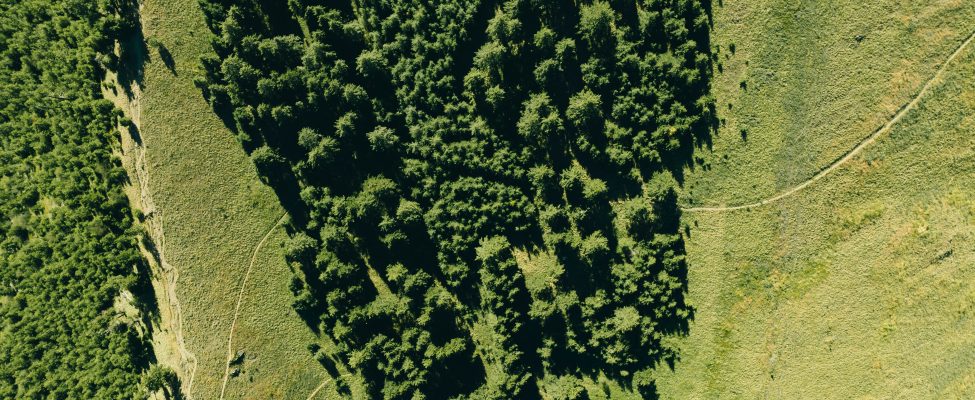 Інформація щодо запланованого аудиту у Жмеринського надлісництва філії «Центральний лісовий офіс» ДП «ЛІСИ УКРАЇНИ»