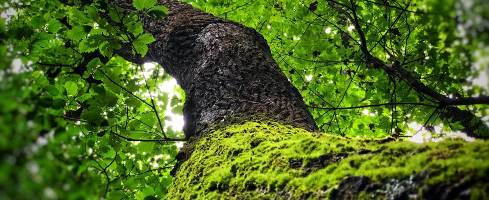 До уваги зацікавлених сторін сталого лісоуправління!