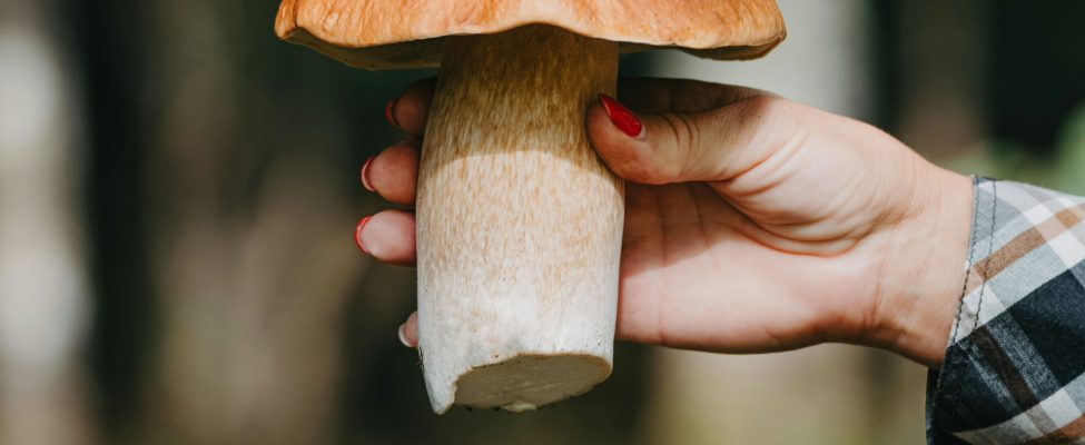 Ліси, продовольство та важливість сертифікації ланцюга постачання